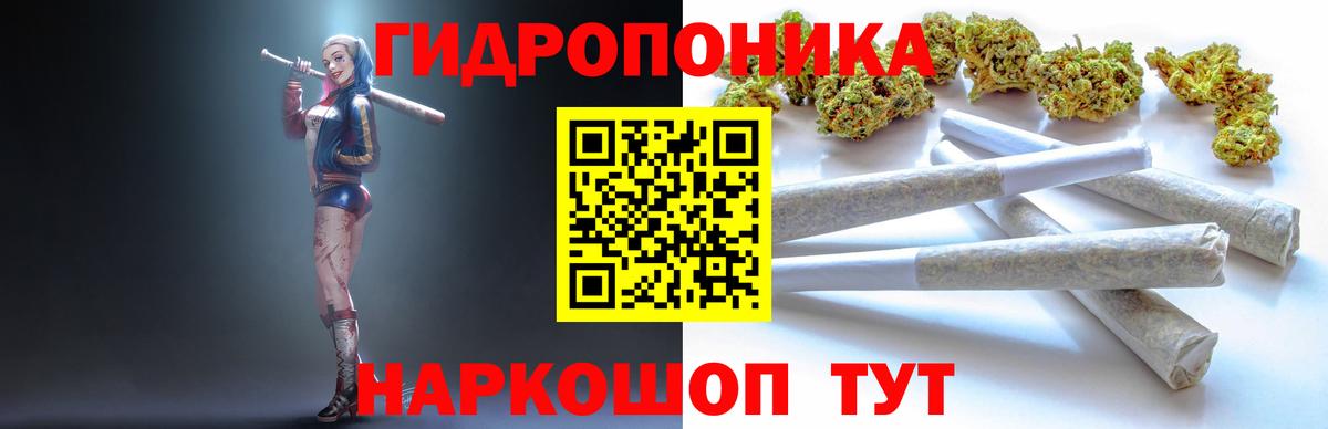 Каннабис сатива Энгельс
